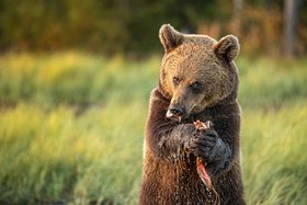 Foto eines Bären beim Fressen eines Fisches