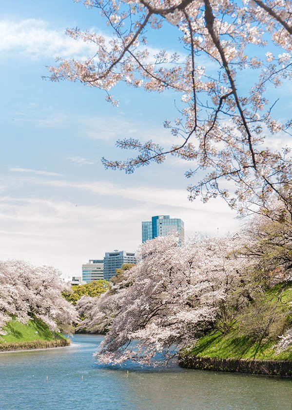 Kirschblüte in einem Stadtpark von Tokio