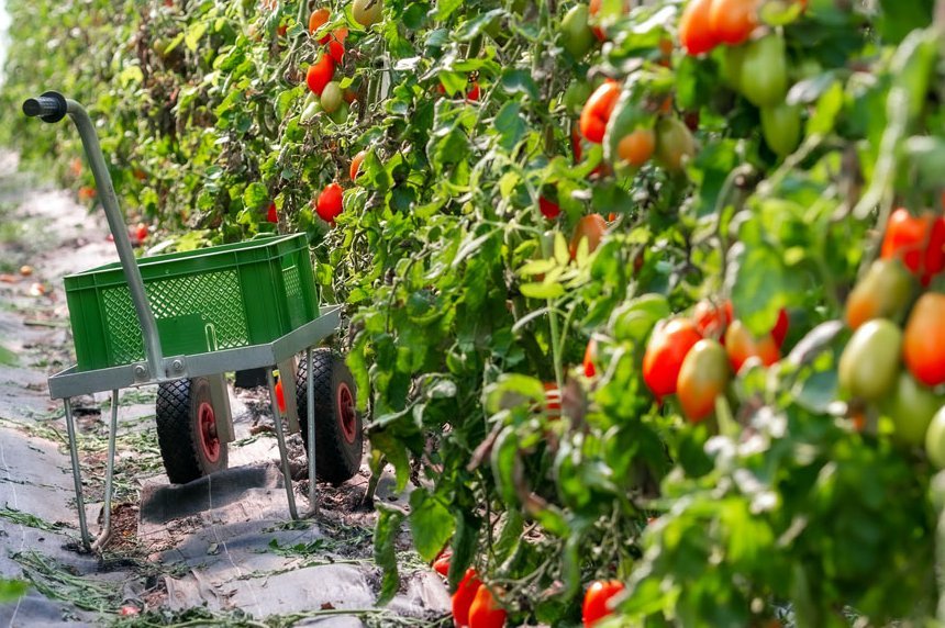 Tomatenanbau in der Augustinum Gärtnerei Hollern