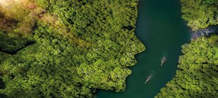 Luftaufnahme eines Flusses mit Wald, Waldufer wirkt wie ein Gesicht