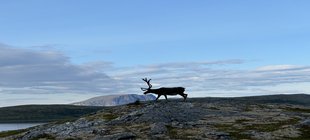 weite Landschaft mit Elch