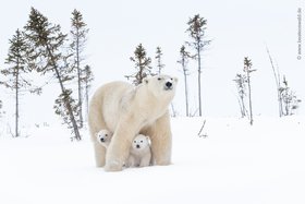 Eiskalt erwischt - Wildtiere des gefrorenen Nordens