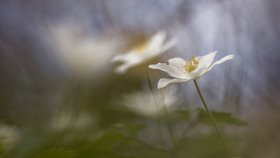 Fotografie eines Buschwindröschens aus der Ausstellung "Oasen der Stille" im Augustinum Heidelberg