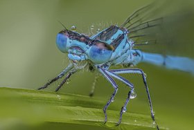 Vögel und Insekten im Fokus - Tierfotografie in Norddeutschland