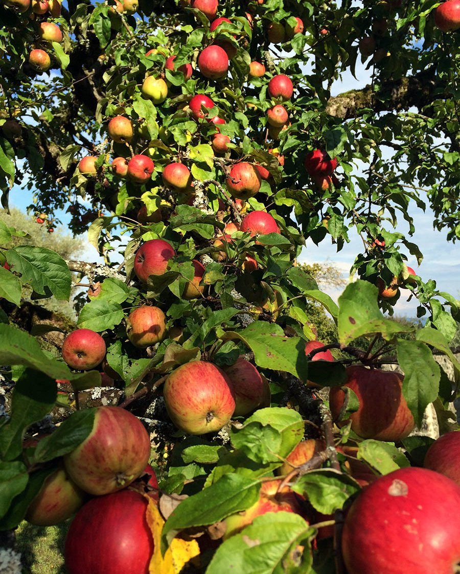 Reife Äpfel an einem Baum