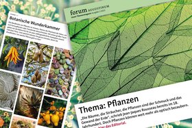 Pflanzen: Augenweide, Lebenshelfer, Faszinosum – unser neues forum-Magazin ist online