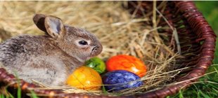 Hase in einem Nest mit Eiern