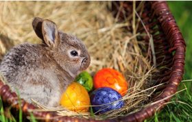 Hase in einem Nest mit Eiern