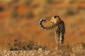 Kalahari