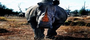 Ein Nashorn