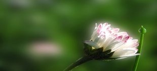 Gänseblümchen vor unscharfem Hintergrund