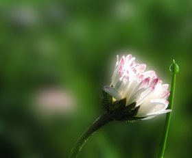 Es flüstern und sprechen die Blumen
