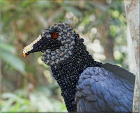 Vogelkopf aus Knöpfen