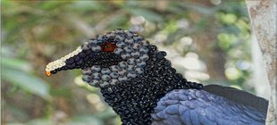 Vogelkopf aus Knöpfen