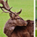 Tiere