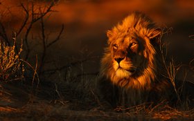 Geschichten aus der Wildnis Afrikas: Botswana, Südafrika, Namibia