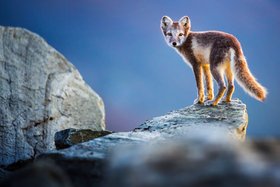 Wildes Skandinavien Wildes Skandinavien
