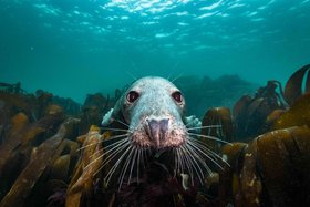 Die wilde Nordsee – Natur, die sich nicht zähmen lässt