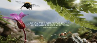 Filmplakat Insekten