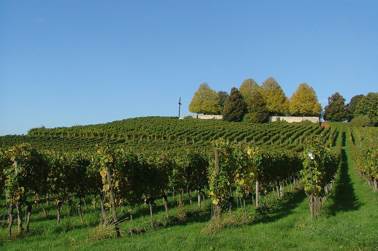 Die Bodenseeregion ist eine der wärmsten in Deutschland: Genießen Sie die lokalen Weine bei bestem Wetter. 