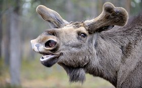 Kopf eines Elches im Profil mit leicht geöffnetem Mund