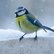 Ein Vogel im Schnee