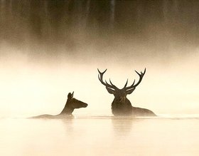 Das Flüstern der Wälder Das Flüstern der Wälder
