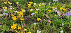Vielstimmiges Lob auf den Frühling