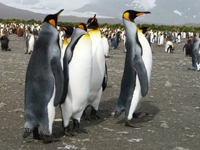  Expedition (Sub-)Antarktis
