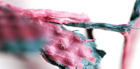 Vom Sichtbaren und Unsichtbaren Eine Makrofotografie mit rosa, grau-grünen Farben von Iris Schlichte.