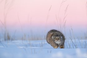 Wildtiere des gefrorenen Nordens