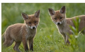 Deutschlands PARADIESE – Wildnis im Wandel