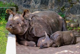 Nashorn mit Jungem