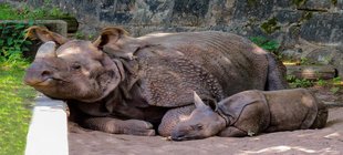 Nashorn mit Jungem