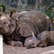 Nashorn mit Jungem
