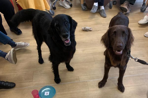 Zwei Therapiehunde zu Besuch in der Seniorenresidenz