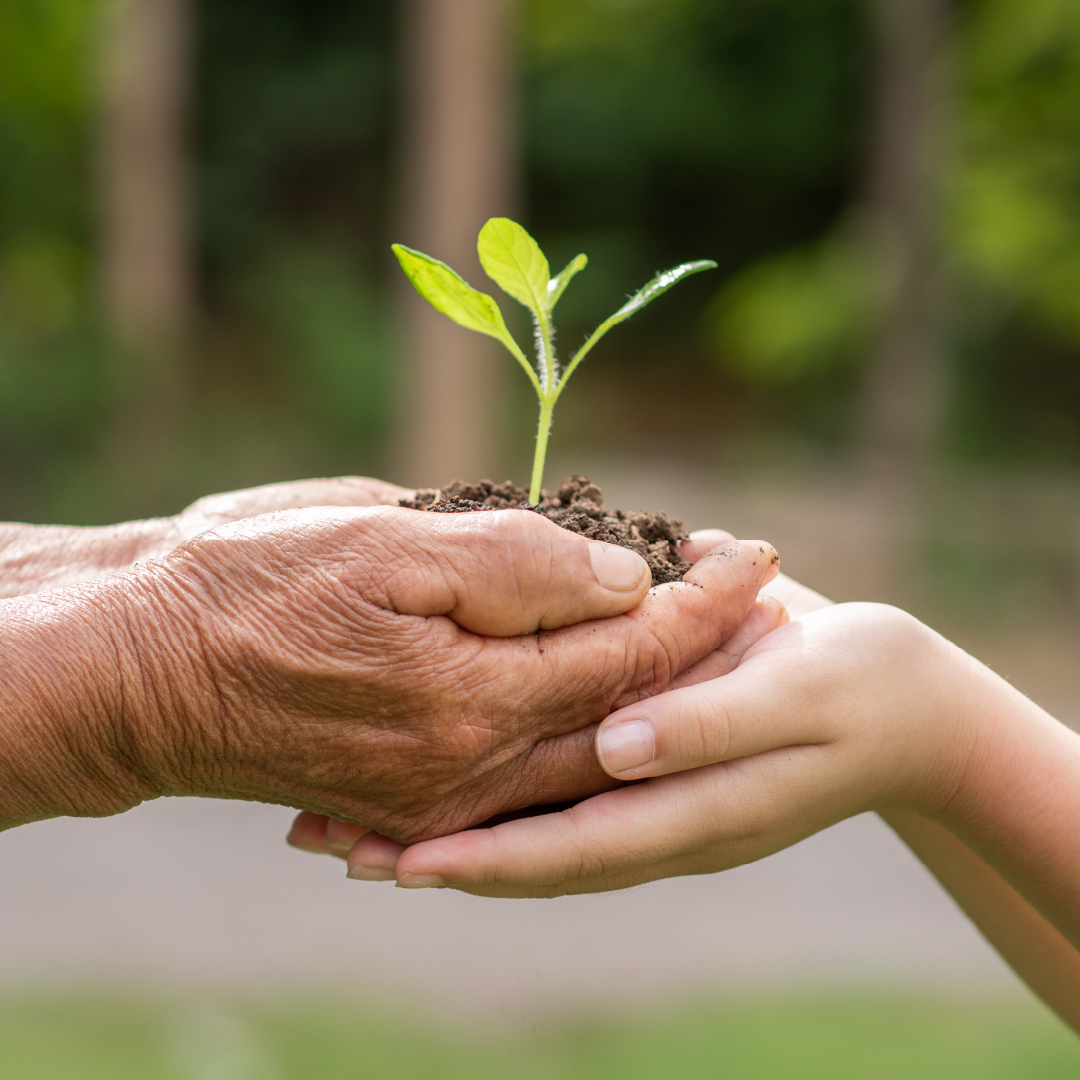 Eine ältere Hand gibt eine Pflanze mit Erde einer Kinderhand weiter